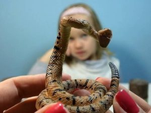 Боязнь змей: почему появилась, как называется, как справиться
