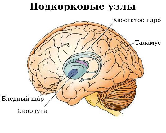 Подкорковые узлы