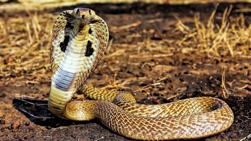 Боязнь змей: почему появилась, как называется, как справиться
