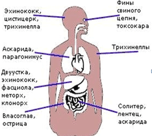 Симптомы присутствия паразитов