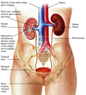 Заболевания и почки