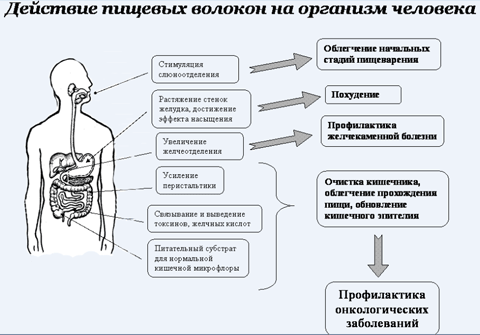 Клетчатка для организма