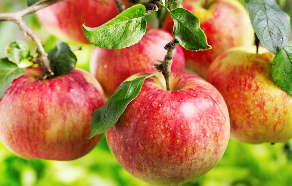 Яблочная диета – польза или вред? Очищение на яблоках