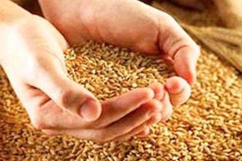пророщенная пшеница