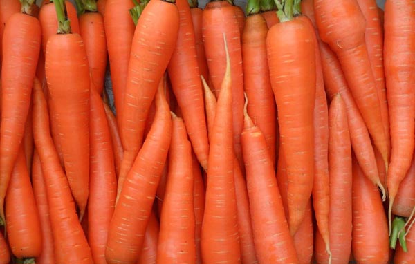 Польза и вред моркови, ее состав и лечебные свойства