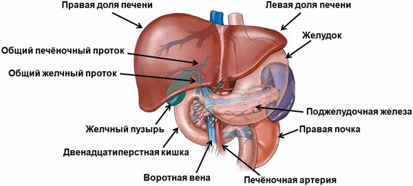 Строение и функции печени