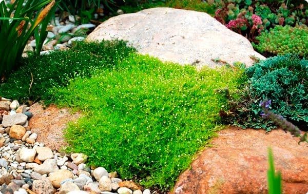Ирландский мох – уникальное растение, подарок океанских глубин