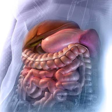 Основные заболевания органов желудочно-кишечного тракта