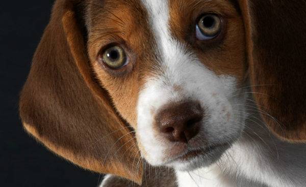 Что вызывает глаукому у собак?