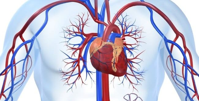 Ишемическая болезнь сердца: что это такое, как проявляется и методы лечения